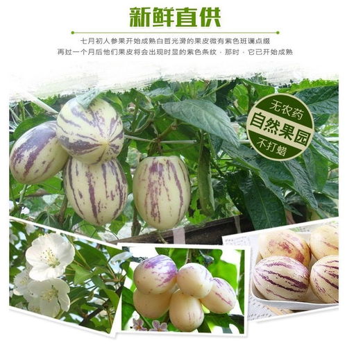 富硒養(yǎng)生珍品 云南石林人參果，新鮮圓果批發(fā)正當(dāng)時(shí)