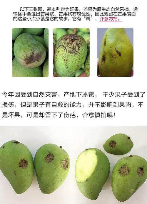 當(dāng)季小臺(tái)農(nóng)芒果 百色熱帶水果的甜蜜饋贈(zèng)