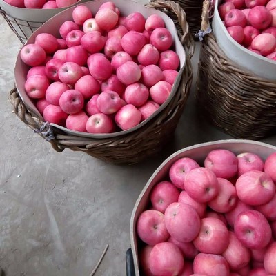煙臺(tái)紅富士蘋果 80mm標(biāo)準(zhǔn)果，優(yōu)質(zhì)農(nóng)產(chǎn)品批發(fā)優(yōu)選