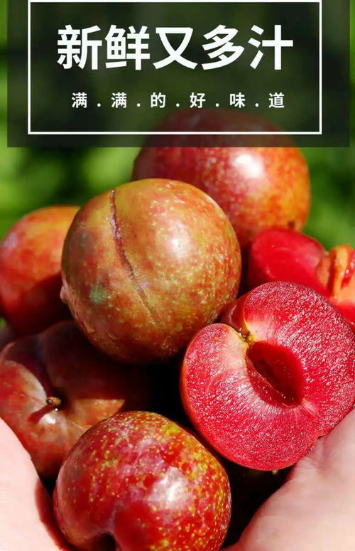 夏日第一口鮮甜 當(dāng)季青脆紅心三華李，新鮮上市的應(yīng)季優(yōu)選